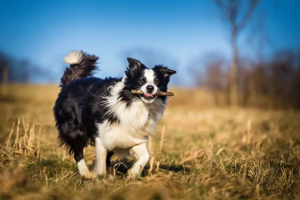 How To Keep a Border Collie Busy (9 Tips) Active Dog Breeds