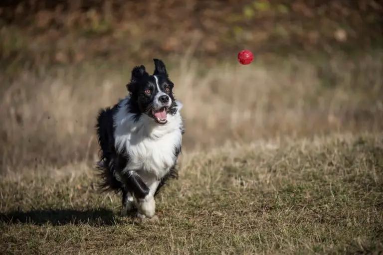 How To Keep a Border Collie Busy (9 Tips) Active Dog Breeds