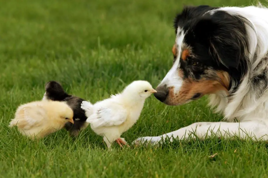 are australian shepherds good with goats