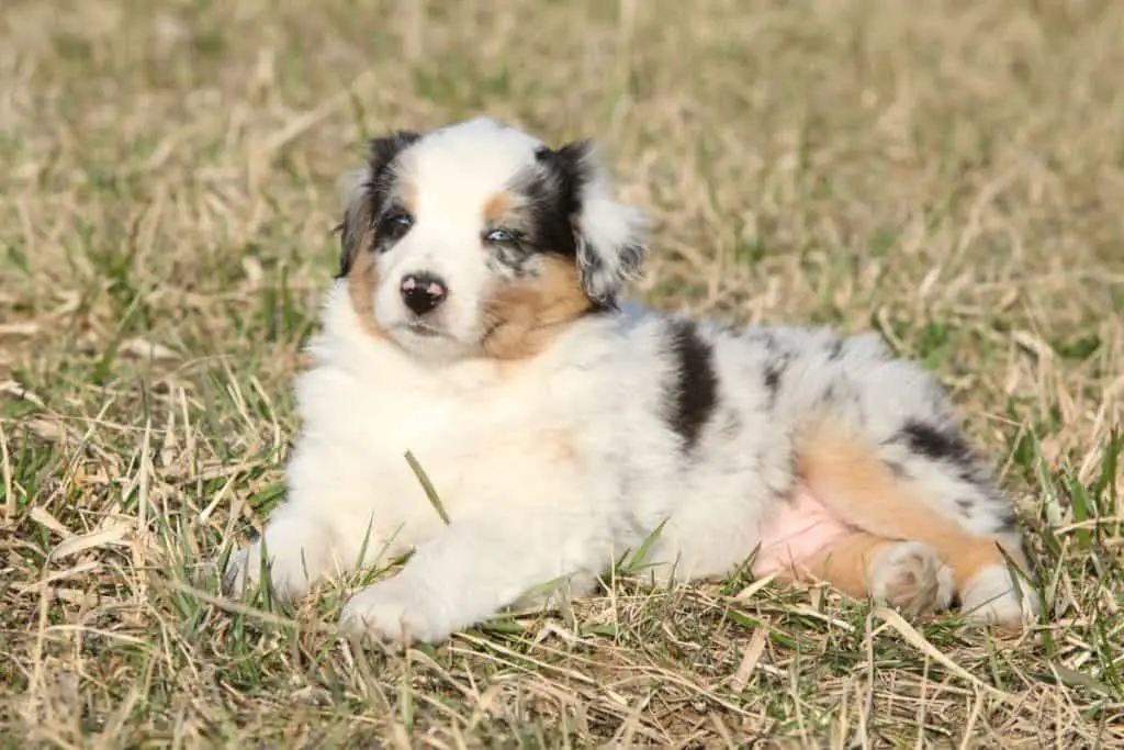 How To Stop an Australian Shepherd Puppy From Biting – Active Dog Breeds