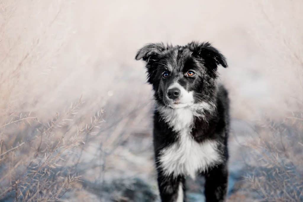 Why Is My Border Collie So Small? 3 Reasons – Active Dog Breeds