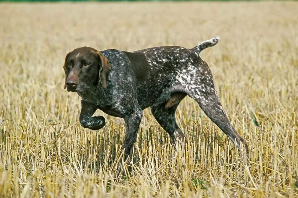 How To Train a German Shorthaired Pointer to Point Active Dog Breeds