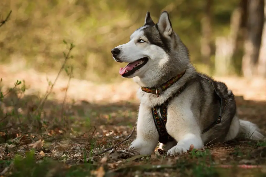 Why Are Siberian Huskies So Stubborn? 3 Reasons Active Dog Breeds