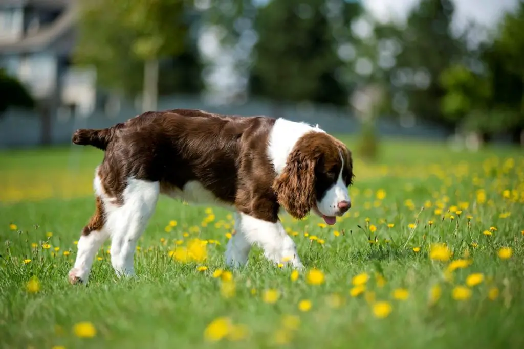 Why Do Springer Spaniels Have Their Tails Docked? Active Dog Breeds