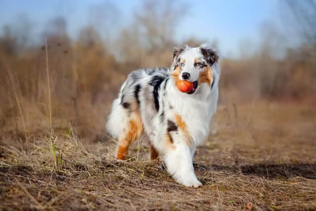 are australian shepherds clingy