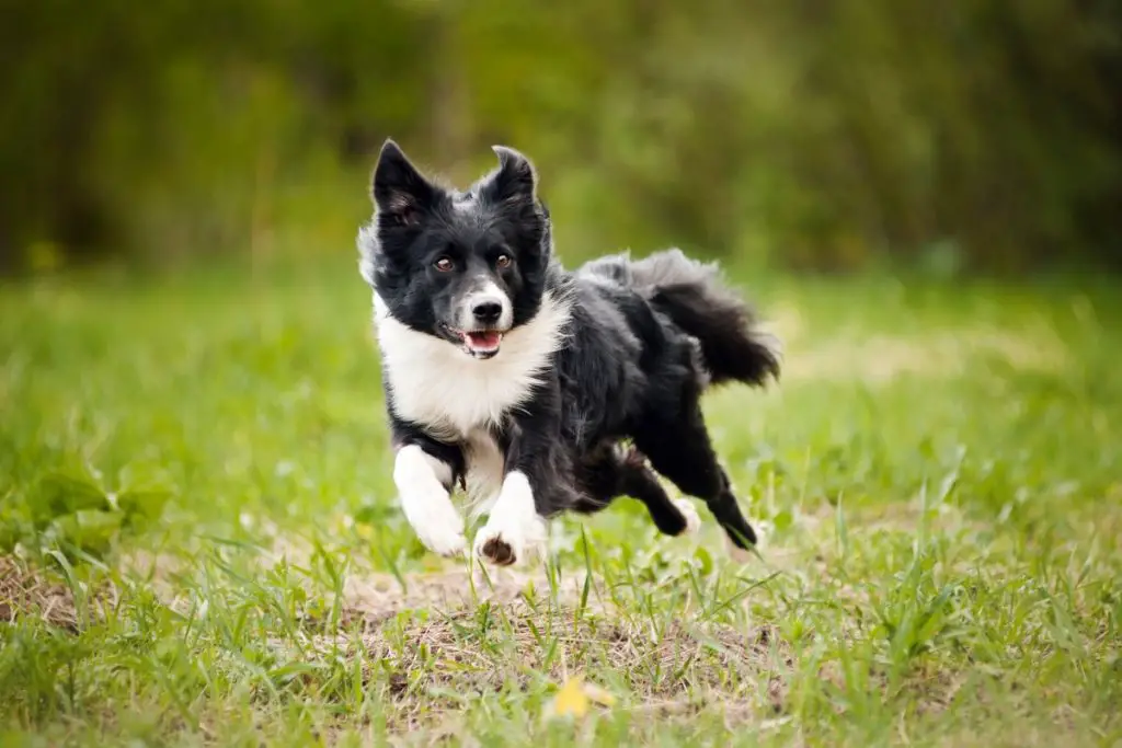 Should I Neuter My Male Border Collie