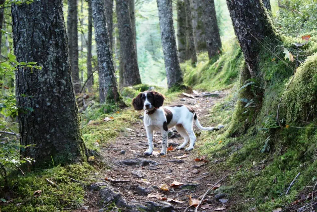 3 Reasons Why Springer Spaniels Are So Expensive – Active Dog Breeds