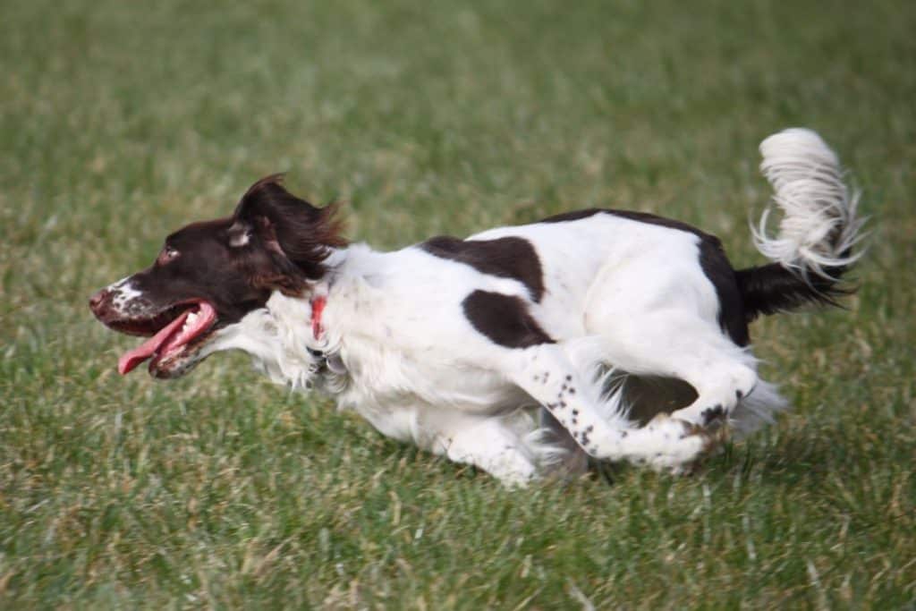 Why Is My Springer Spaniel So Hyper