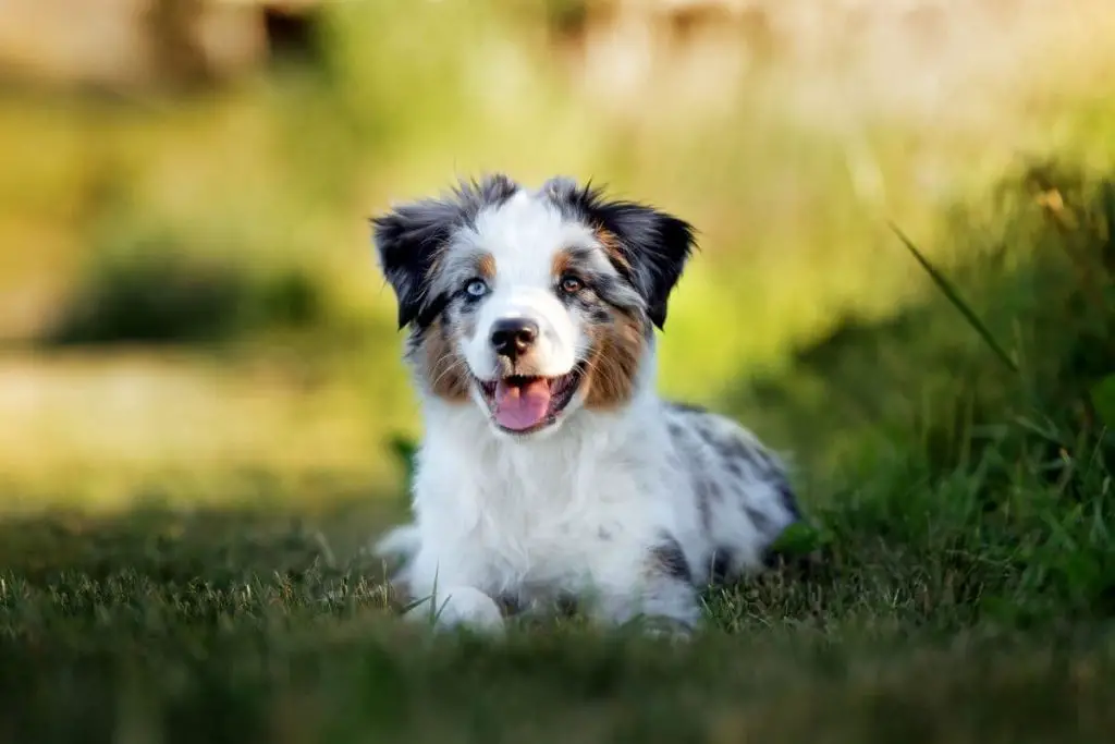 Bringing Home an Australian Shepherd Puppy: What You Need to Know - Karen  Shanley