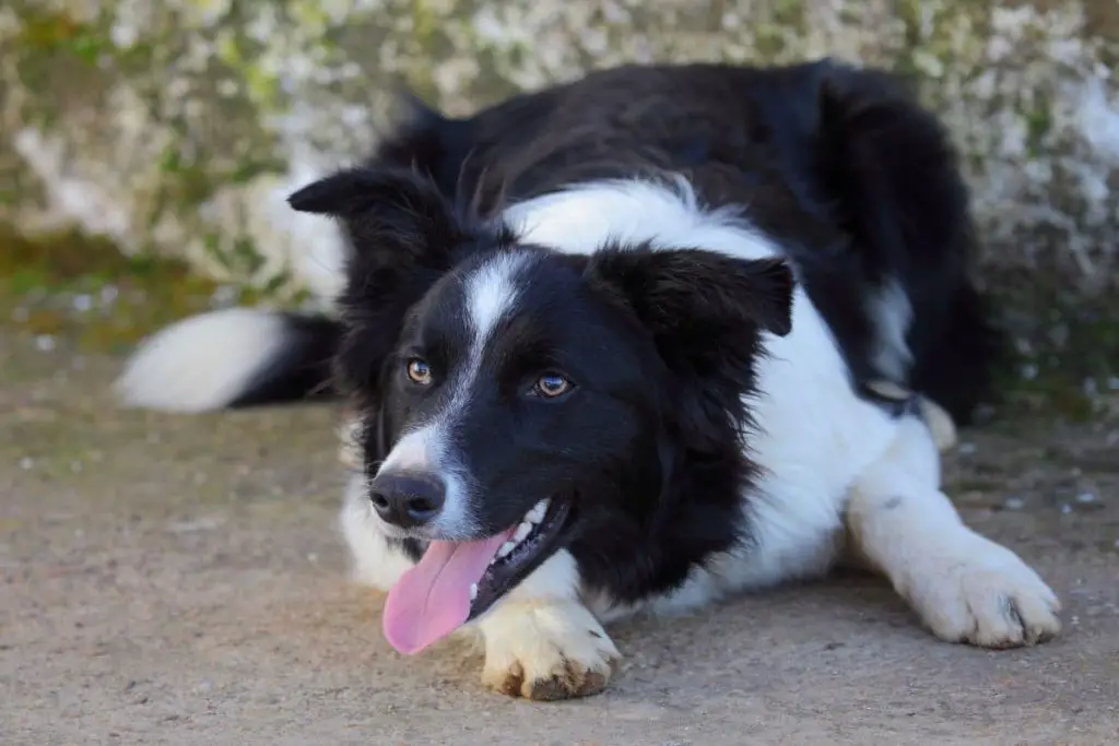 how old was the oldest border collie