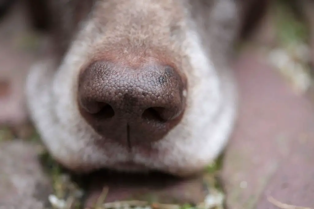 does the german shorthaired pointer have a wet nose