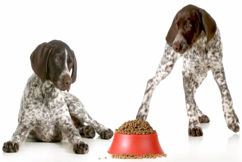 how-much-to-feed-german-shorthaired-pointer-active-dog-breeds