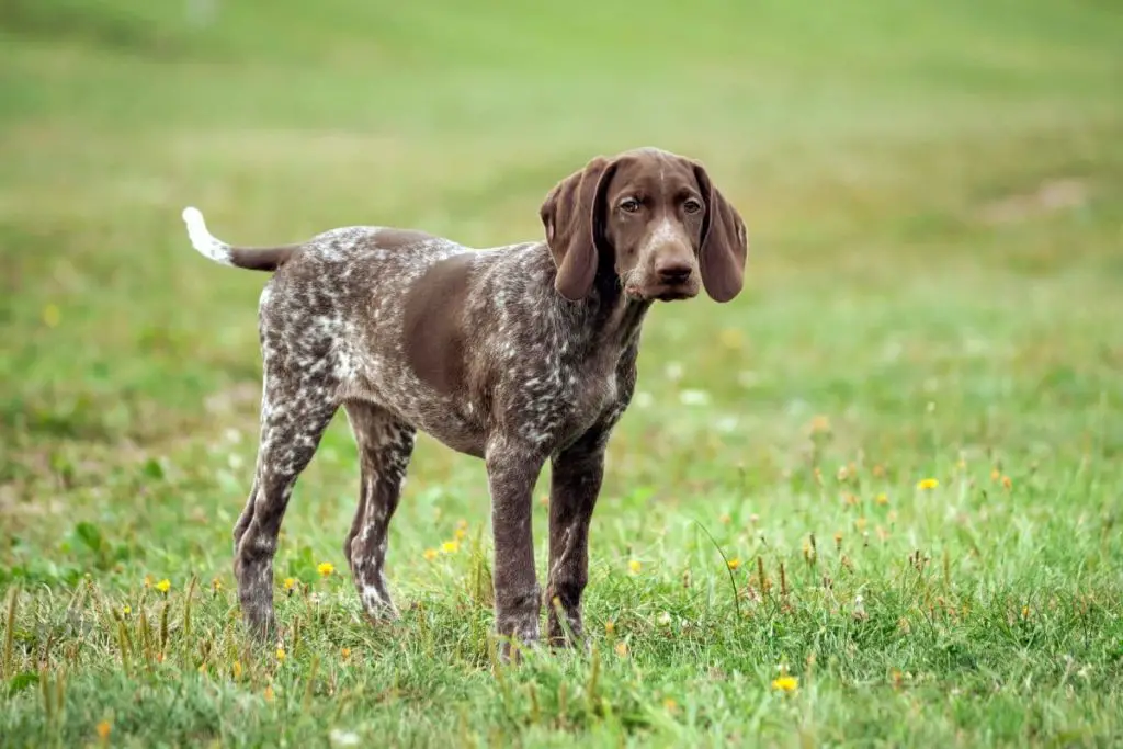 Are German Shorthaired Pointers Good Off-Leash? – Active Dog Breeds