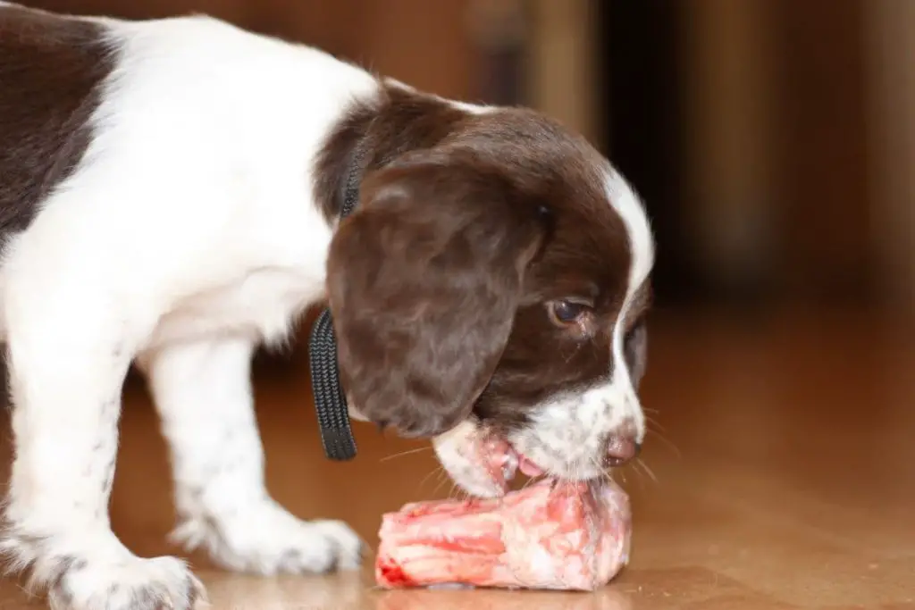 Why Is Your English Springer Spaniel Always Hungry? – Active Dog Breeds