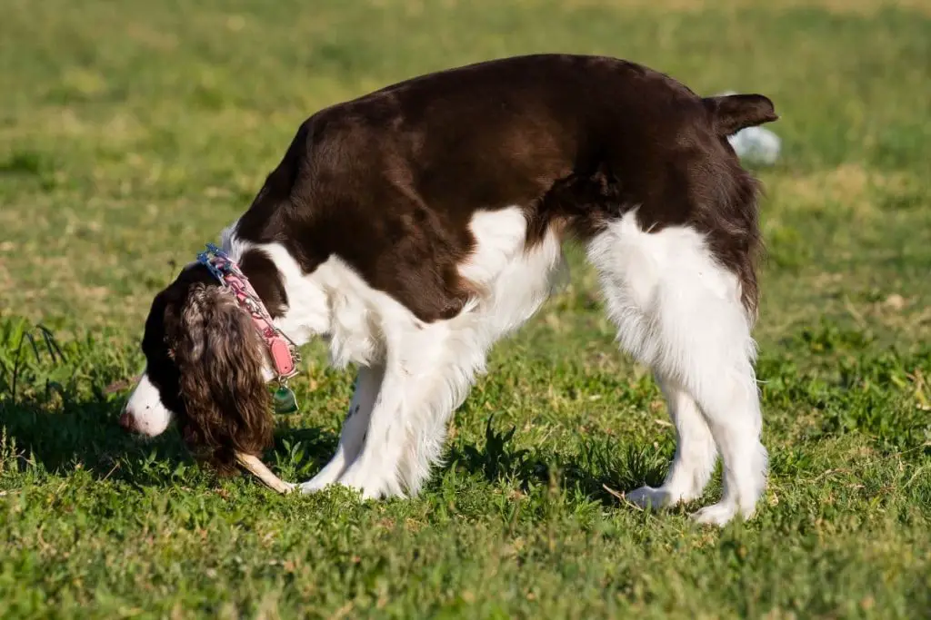 why-does-your-english-springer-spaniel-growl-at-you-active-dog-breeds