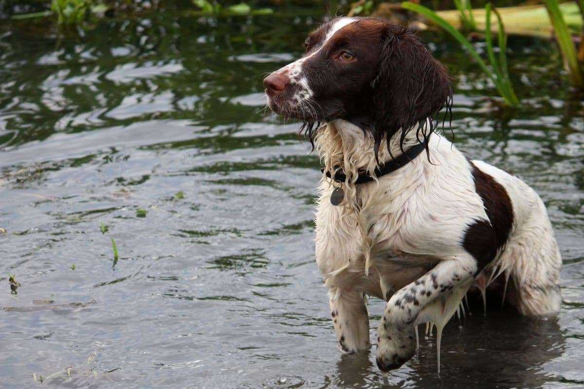 Why Won’t a Springer Spaniel Come Back When Called? - Active Dog Breeds