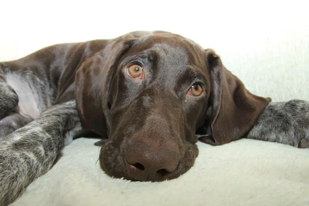 How To Stop Your German Shorthaired Pointer From Bloating (Owner’s ...