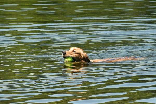 A golden retriever joyfully swims in a lake, retrieving a ball on a sunny day.